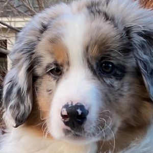 Meet your Posher, Terri